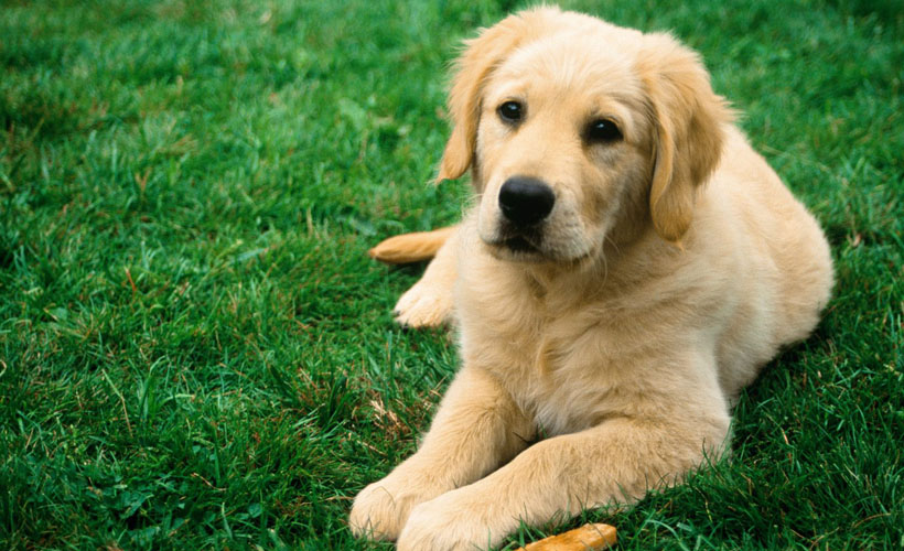 Reductress » Choose the Ideal Dog For Your Hair Color