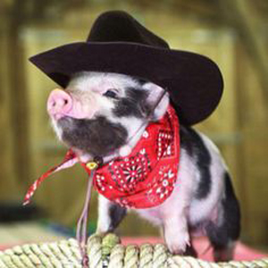 cowboy-pig