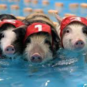 pool-pigs