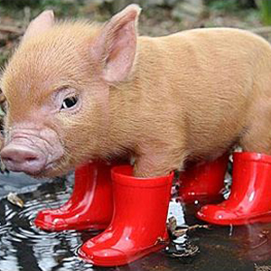 rainboots-pig