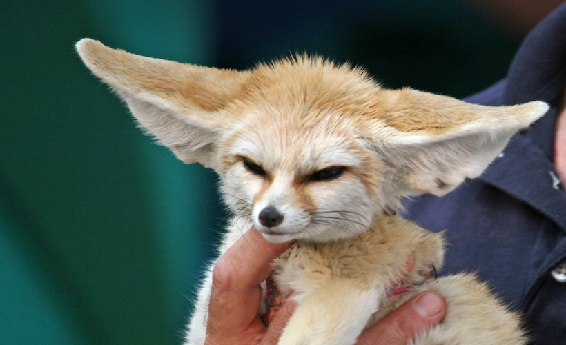 This is Savannah the Fennec Fox! She's only 10 months old. She's training to be an animal actor.