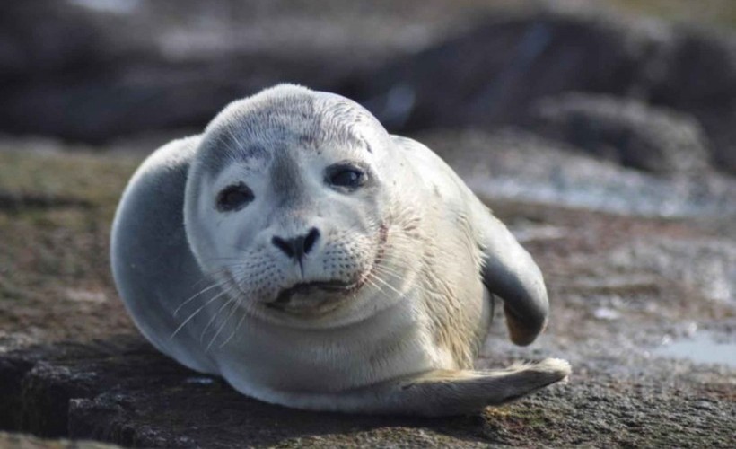 Harbor_seal_mammal_phoca_vitulina