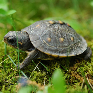 1. Baby Turtle