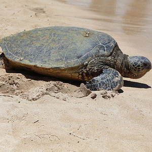2. Sea Turtle