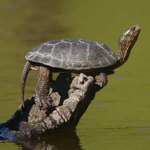 3. Adventurous yet Conflicted Turtle