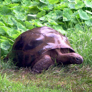5. Jonathan the tortoise
