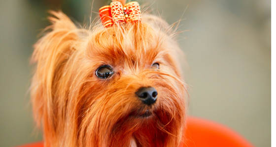 Close Up Cute Yorkshire Terrier Dog Playing In Show