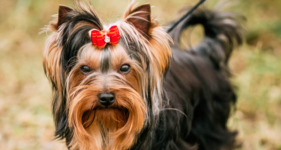 Funny Cute Yorkshire Terrier Small Dog Outdoor
