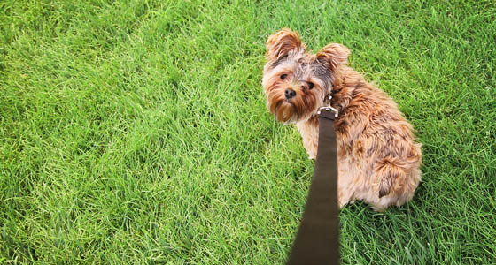 a cute yorkshire terrier on a leash looking up at the camera - wide angle shot