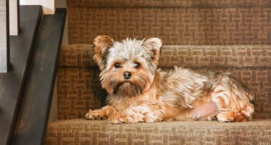 a cute yorkshire terrier on stairs looking at the camera