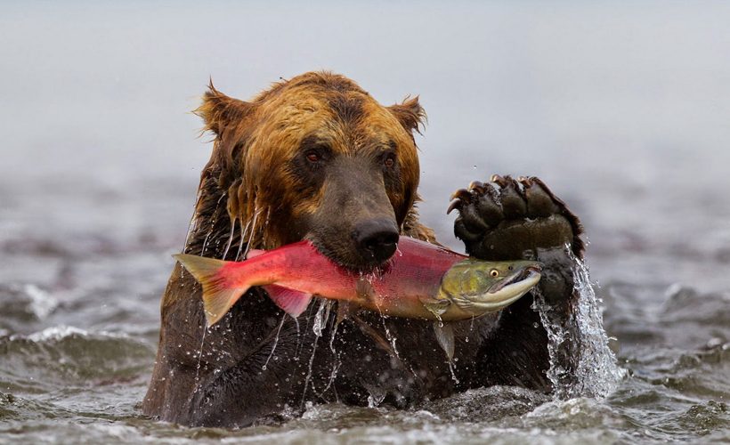 Image result for grizzly with salmon