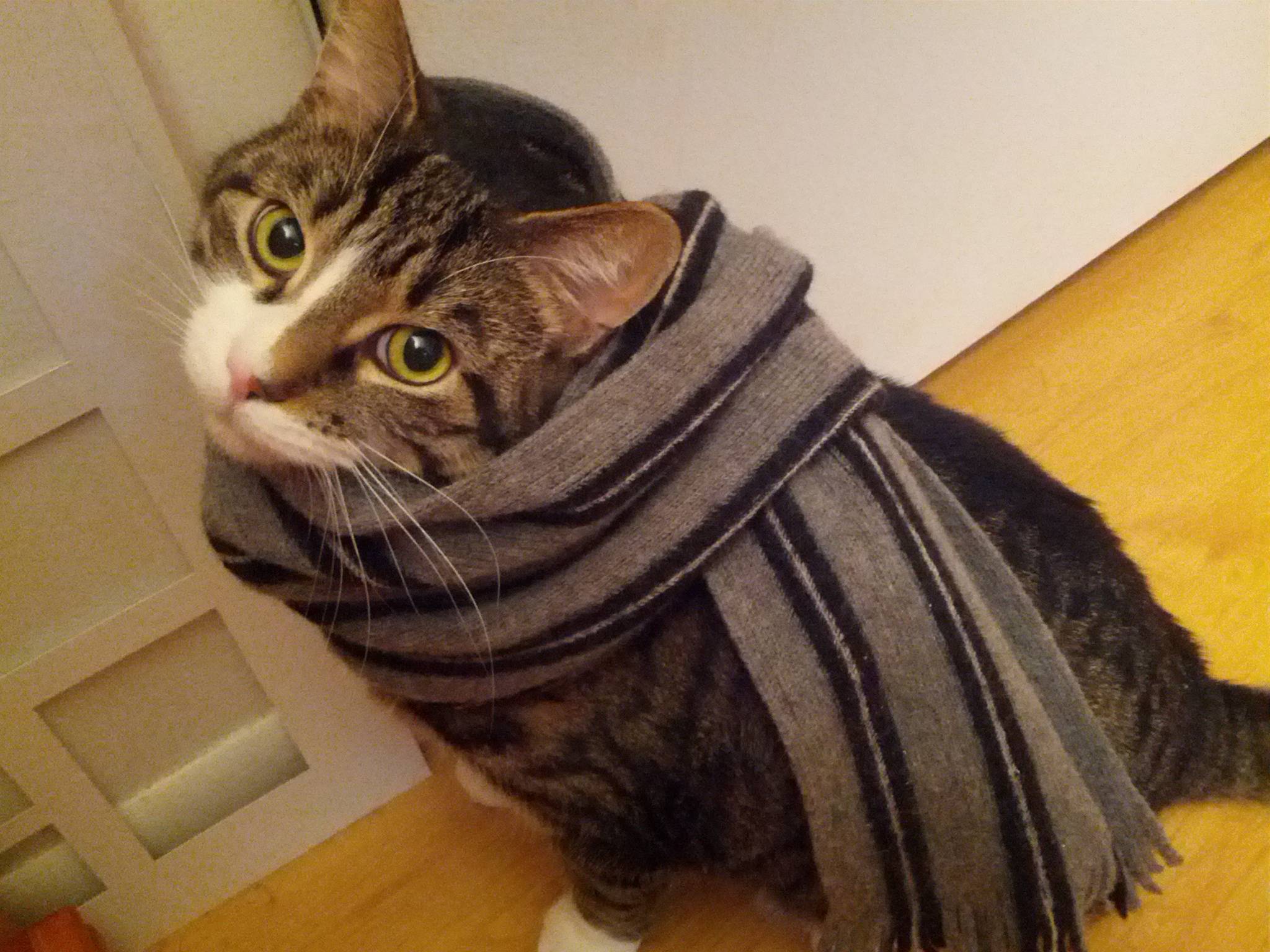 Reductress » How To Look As Chic As These Cats Wearing Scarves