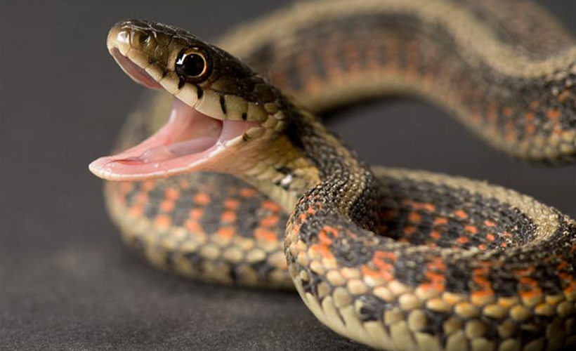 https://reductress.com/wp-content/uploads/2014/05/snakes.jpg