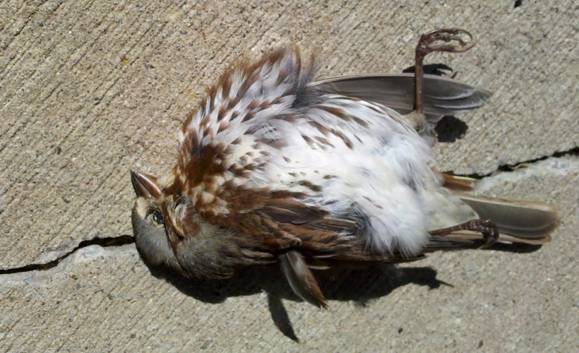 Reductress » How to Repurpose a Dead Bird You Found