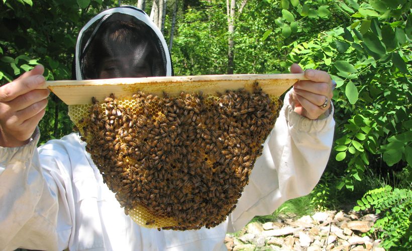 bees - reductress