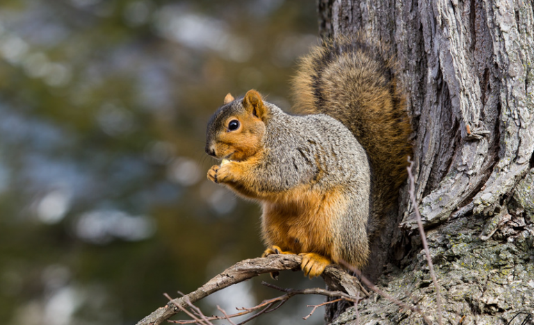 Reductress » How To Pilfer His Popcorn Like A Sneaky Little Squirrel