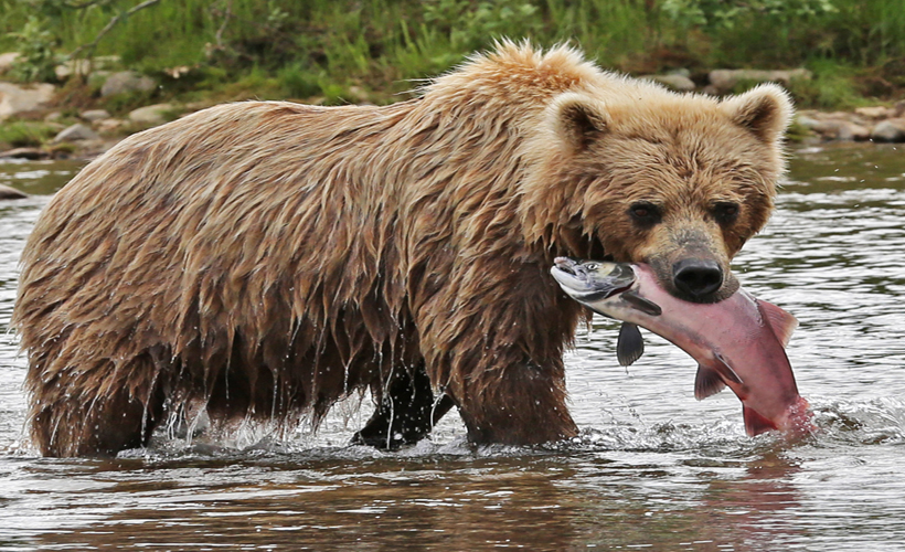 Reductress » Get Shiny Hair by Catching Salmon in Your Grizzly Fangs