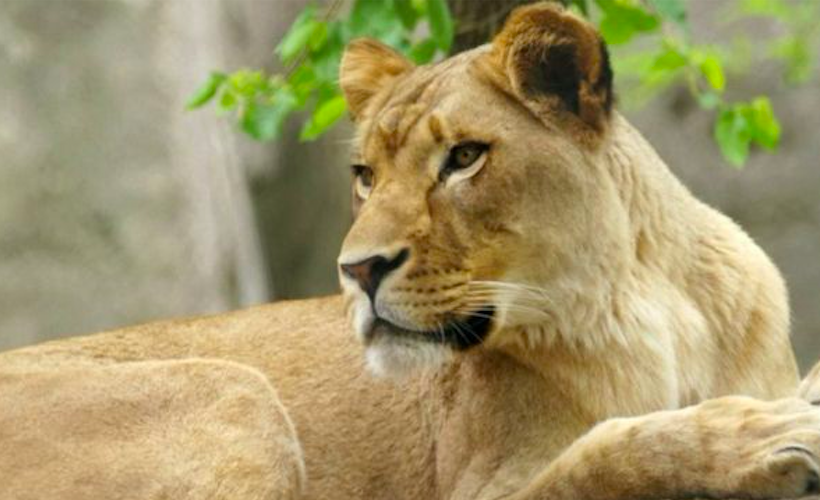 Reductress Diva Alert! This Lion Mauled A Zoo Patron Just Drama Of It