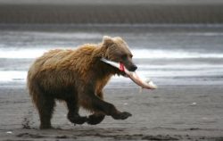 bear holding salmon in mouth