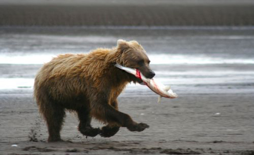 bear holding salmon in mouth