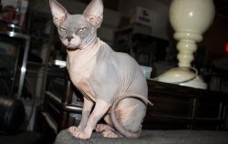 gray and pink hairless cat