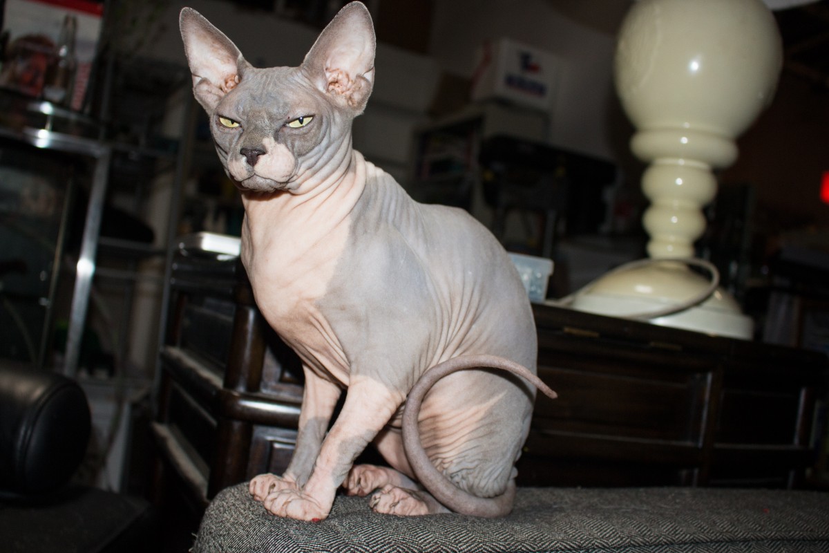 gray and pink hairless cat