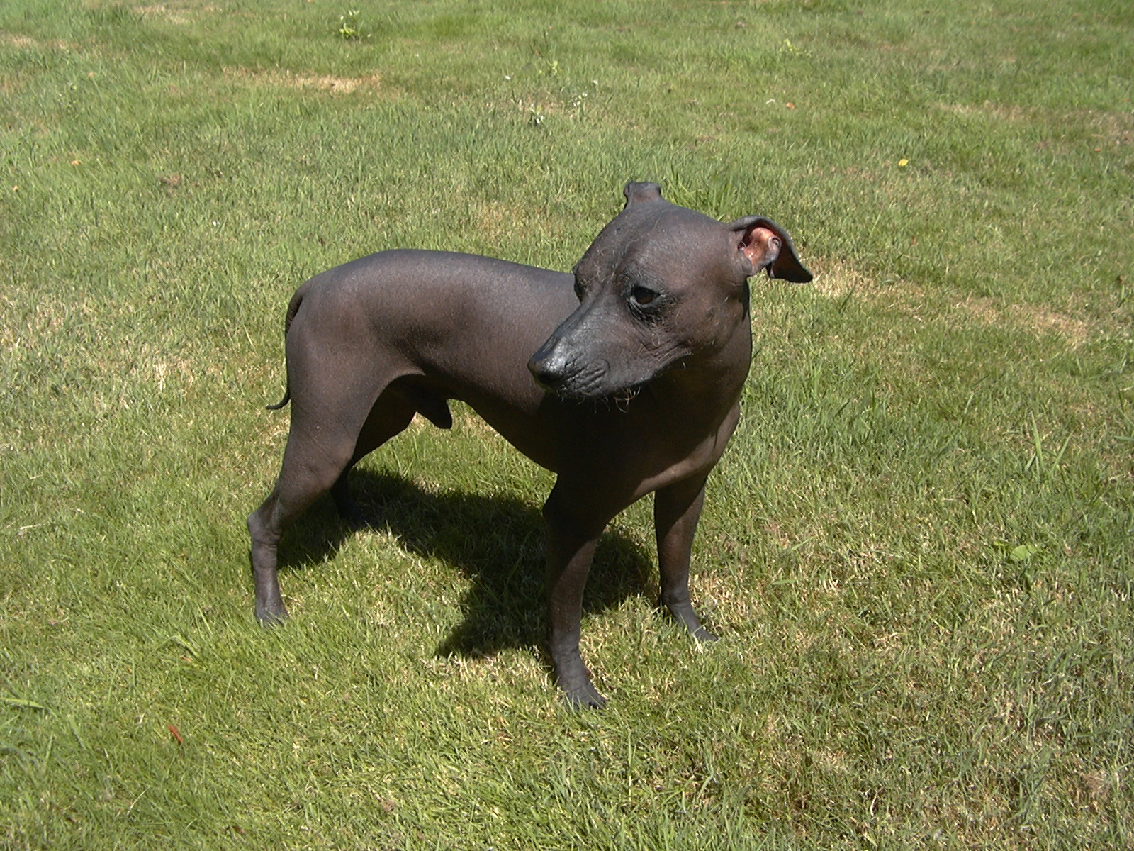 black hairless dog standing in grass