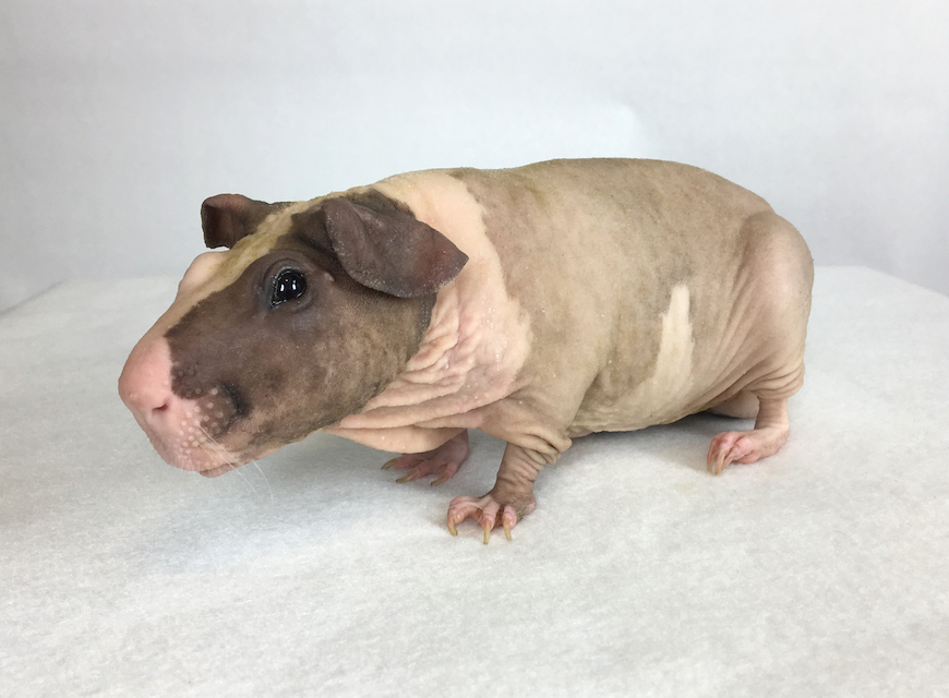 hairless guinea pig