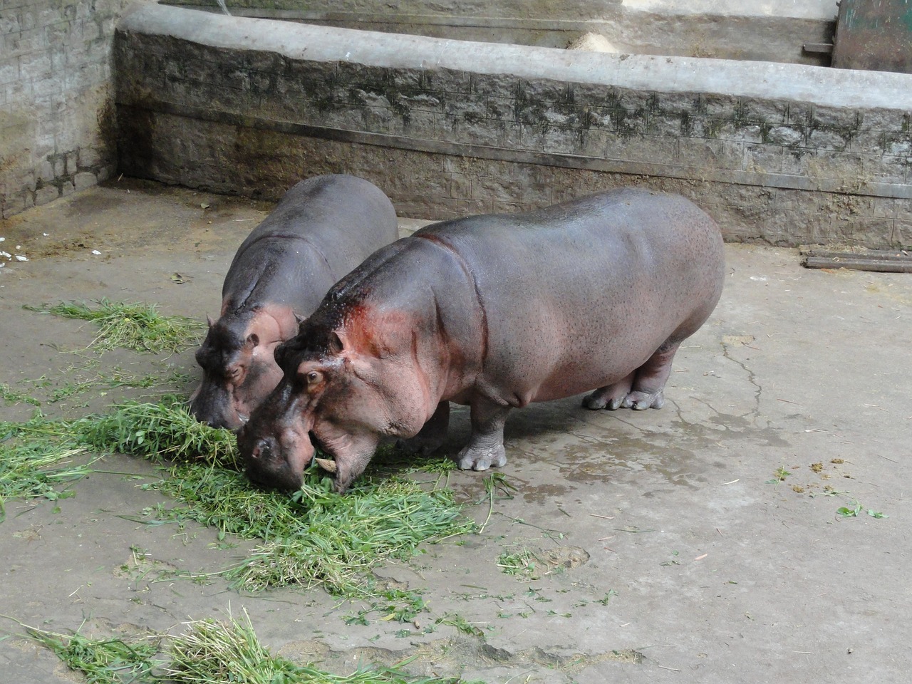 two hippos eating grass