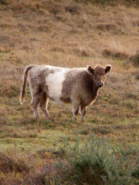 photo of a furry cow