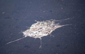 bird poop on road