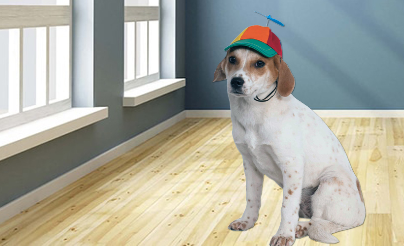 Reductress » How This Dog Wearing a Propeller Hat Saved Our Marriage