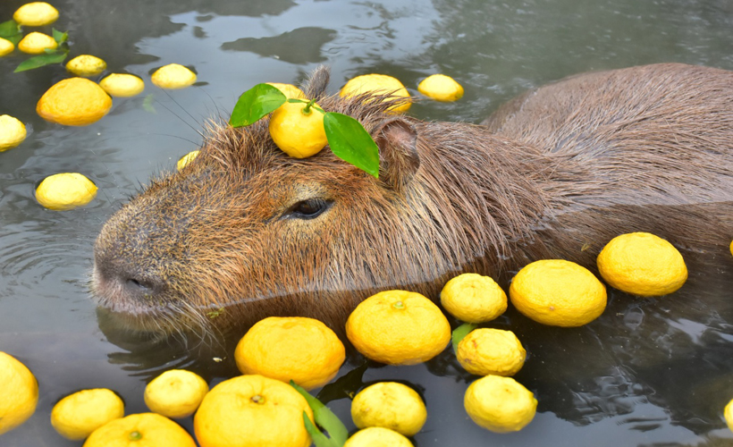 Capybaras' Fascination With Orange