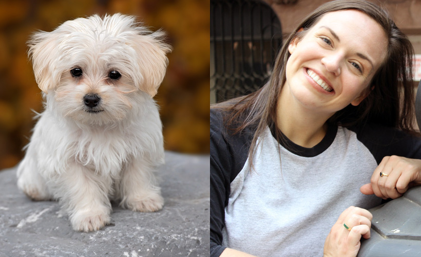 reductress-precious-tiny-white-dog-wakes-up-with-crusty-eyes-just