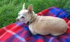 small dog sitting on picnic blanket
